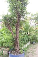 Weeping fig plant on nursery for sell photo
