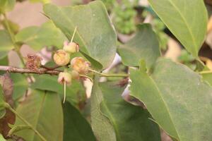 Watery rose apple on tree for harvest photo