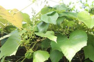 vitis pseudoreticulata medicinal plant photo