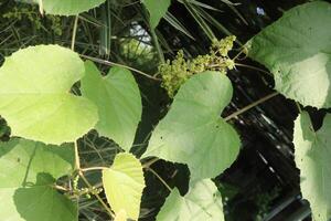 vitis pseudoreticulata medicinal plant photo