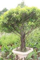 Weeping fig plant on nursery for sell photo