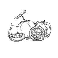 guava hand drawn illustration in black and white graphic style. Realistic whole and cut tropical sweet fruit monochrome flat for summer decor, coloring book. vector