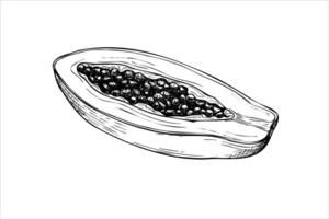 Cut exotic papaya fruit isolated illustration painted by black inks. Tropical sweet pawpaw plant with seeds hand drawn graphic sketch illustration. Side view. For package or menu design vector