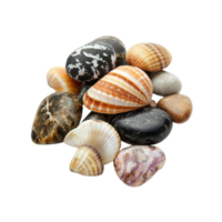 Stylish Sea Shells with Smooth Pebbles Isolate transparency Background png