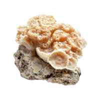 Detailed Close-Up of Coral Textures Isolate transparency Background png