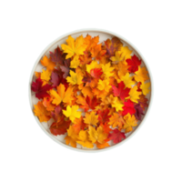 Elegant Display of Vibrant Autumn Leaves Isolate transparency Background png