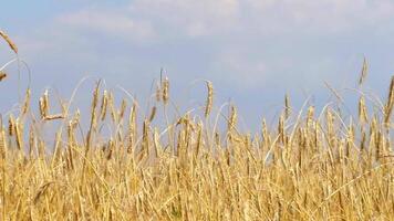 Wheat field, ears swaying from the light wind. View of a field of ripening wheat on a summer day. video