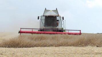 skörd av fält med kombinera. kombinera skördare arbetssätt på vete fält. video
