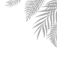 palm leaves background images Upper right vector