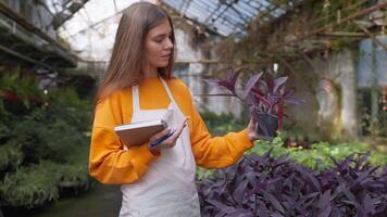Woman botanist agronomist with notepad inspects flower in greenhouse. video