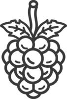Line drawing of a bunch of grapes with a vine and leaves vector