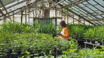Woman agronomist scientist works in greenhouse with tablet collects data. video