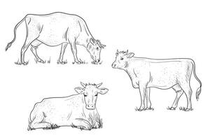 Set of cow sketches. grazing in the meadow. vector