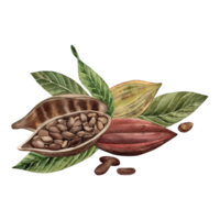 Cocoa beans, whole and cut with grains inside, lie on green leaves. The illustration is hand-painted in watercolor in a botanical style in brown and yellow shades. For packaging design, cosmetics png