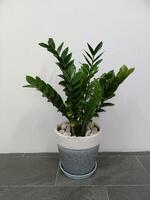 The shape of the tree and leaves are beautiful and help purify the air in the room. photo