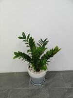 The shape of the tree and leaves are beautiful and help purify the air in the room. photo