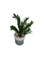 The shape of the tree and leaves are beautiful and help purify the air in the room. photo