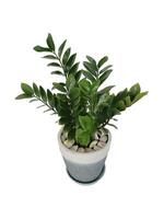 The shape of the tree and leaves are beautiful and help purify the air in the room. photo