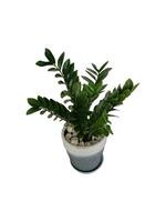 The shape of the tree and leaves are beautiful and help purify the air in the room. photo