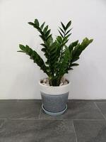 The shape of the tree and leaves are beautiful and help purify the air in the room. photo