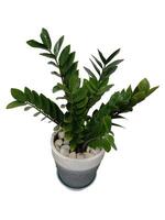 The shape of the tree and leaves are beautiful and help purify the air in the room. photo