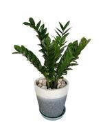 The shape of the tree and leaves are beautiful and help purify the air in the room. photo