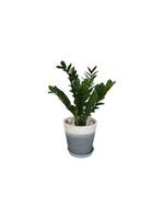 The shape of the tree and leaves are beautiful and help purify the air in the room. photo