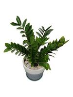 The shape of the tree and leaves are beautiful and help purify the air in the room. photo