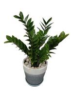 The shape of the tree and leaves are beautiful and help purify the air in the room. photo