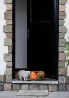 small kitten stands on the threshold of an open door near a grid with orange ripe pumpkins, Concept of the change of seasons autumn harvest, photo