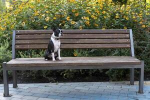 Boston terrier dog sitting on a bench in the park photo