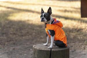 Boston terrier dog wearing raincoat sitting on a tree trunk photo