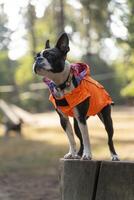 Boston terrier dog wearing orange raincoat standing on a tree trunk photo