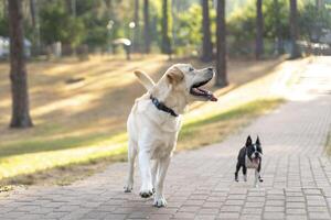 Labrador retriever running with boston terrier in park photo