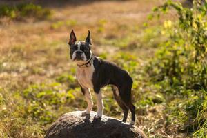 Boston terrier dog standing on a rock in a field photo