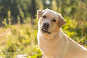 Labrador retriever posing in the woods on a sunny day photo