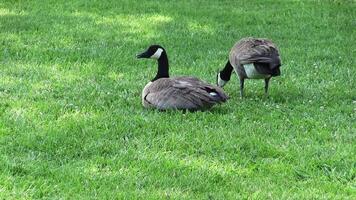 Two Canada Geese Standing On Green Grass Eating And Looking Around video