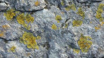 A rock covered in green and yellow moss. The moss is growing on the rock and is covering it. photo