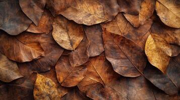 A close up of a pile of brown leaves. The leaves are scattered and overlapping. photo