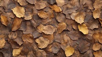 A close up of a pile of brown leaves. The leaves are scattered and overlapping. photo