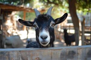 Friendly goat looking over wooden fence in farm photo