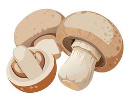 Mushrooms are shown on a white background vector