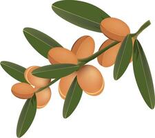 Argan tree branch with fruits growing on white background vector