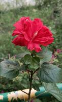 red flower in the garden photo