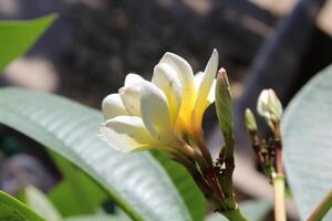 Frangipani, Plumeria, calachuchi or paucipan photo