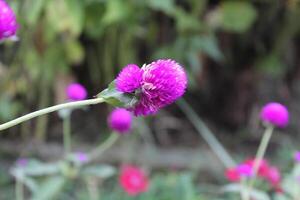 Globe amaranth or Gomphrena globosa purple flowers photo