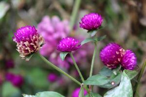 Globe amaranth or Gomphrena globosa purple flowers photo