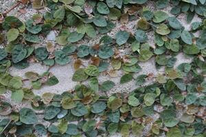 Ficus Pumila, Creeping Fig or Climbing Fig photo