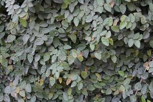 Ficus Pumila, Creeping Fig or Climbing Fig photo