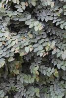 Ficus Pumila, Creeping Fig or Climbing Fig photo